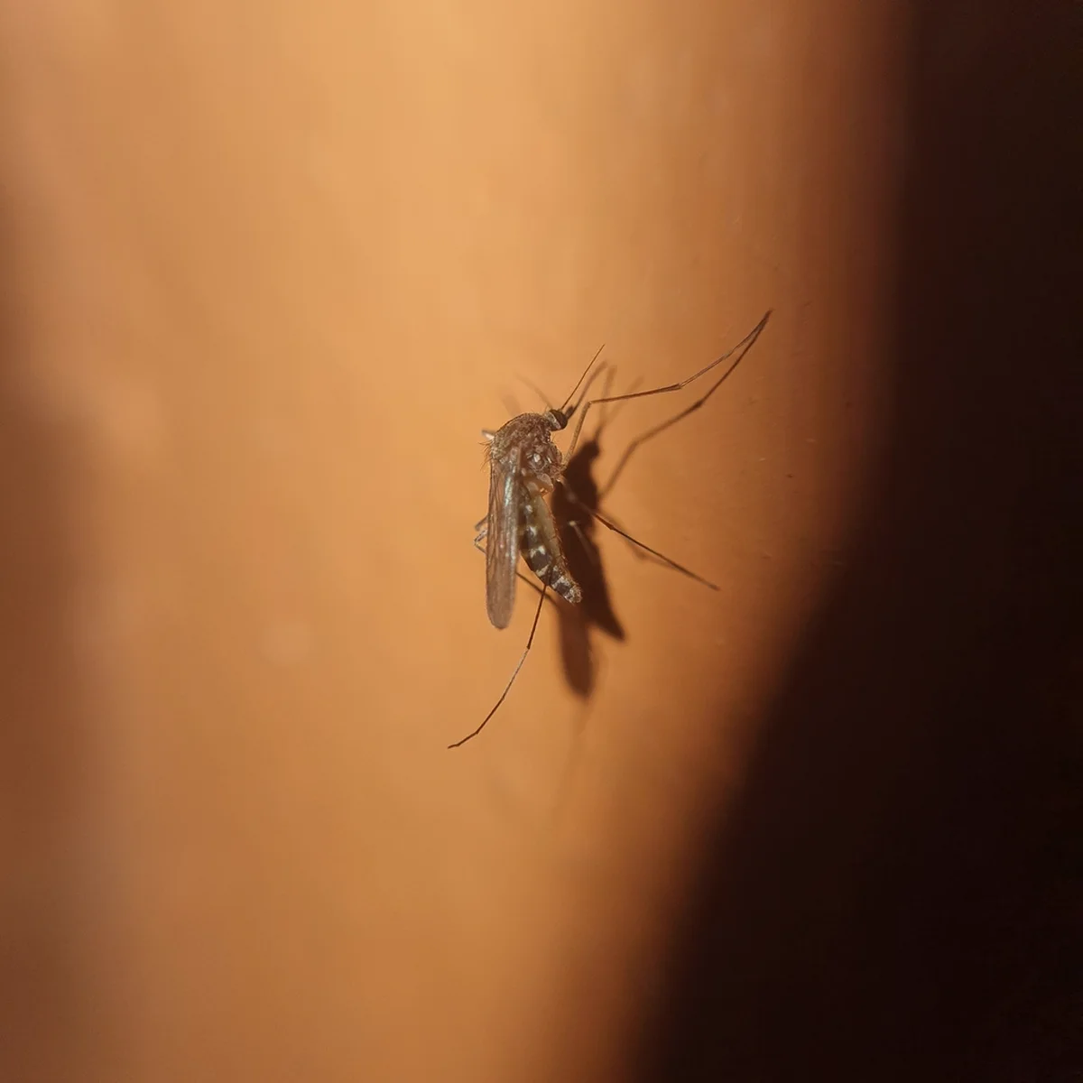 Southern house mosquito resting on human skin