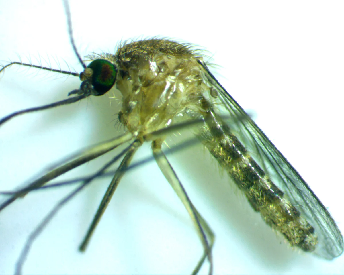 Southern house mosquito from a side angle showing wing venation and body structure