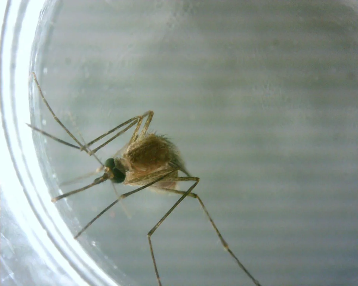 Southern house mosquito viewed from above in a container