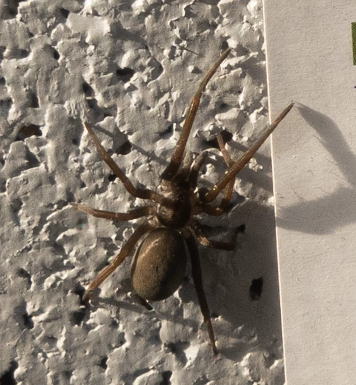 Southern house spider on textured wall surface displaying characteristic leg arrangement