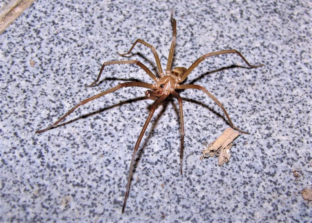 Male southern house spider showing lighter brown coloration and long legs