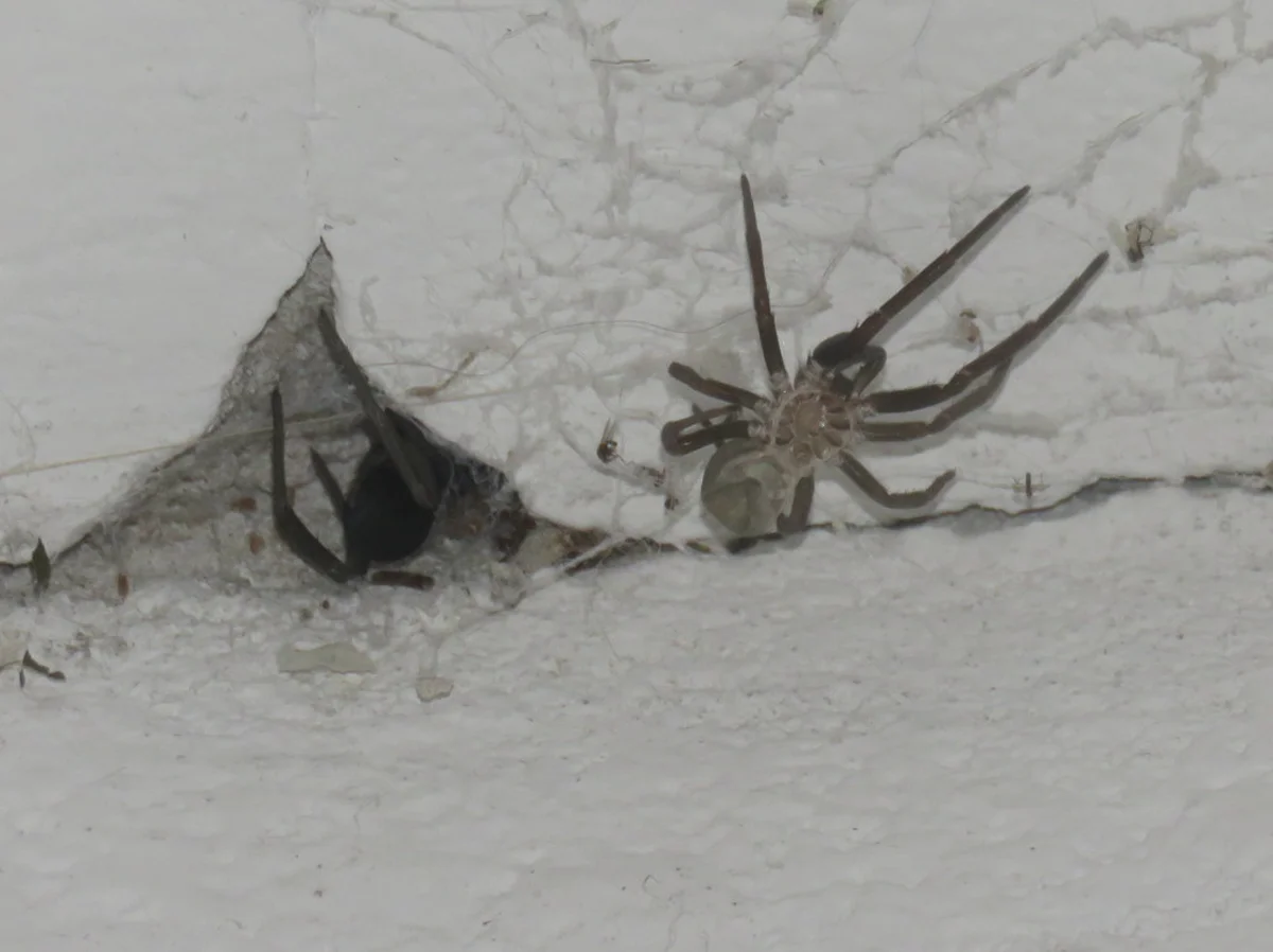 Southern house spider at entrance to characteristic crevice web