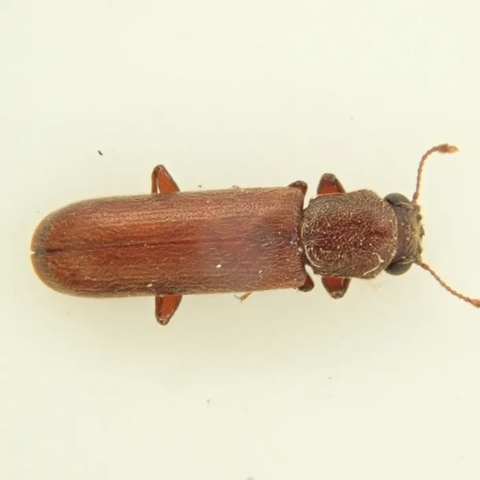 Lyctus powderpost beetle from above with the two-segmented antennal clubs and finely pitted wing covers visible
