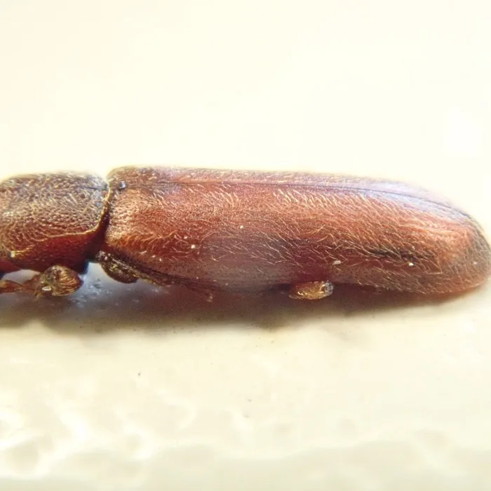 Side view of a Lyctus powderpost beetle showing how flattened and narrow the body is