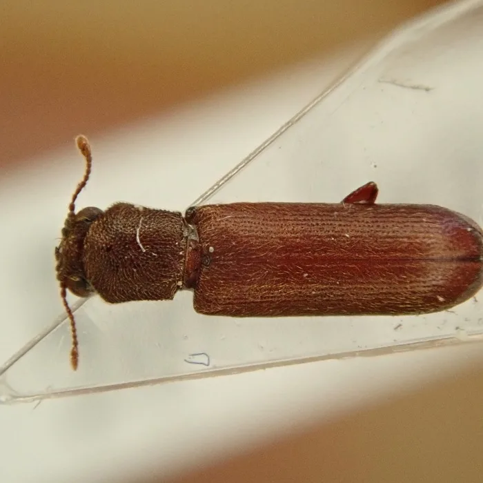 Lyctus powderpost beetle held on a clear probe, showing the squared thorax that is narrower than the wing covers