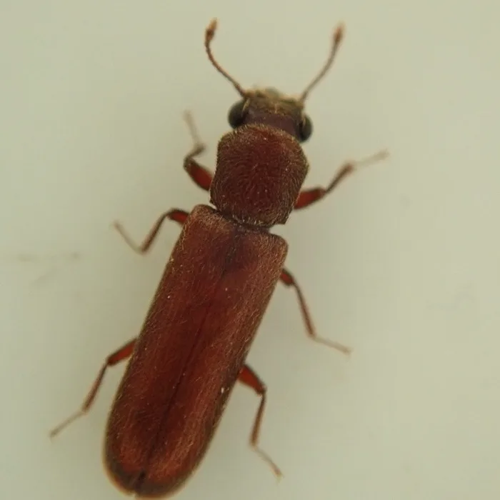 Dorsal view of a Lyctus powderpost beetle with the head fully exposed in front of the thorax
