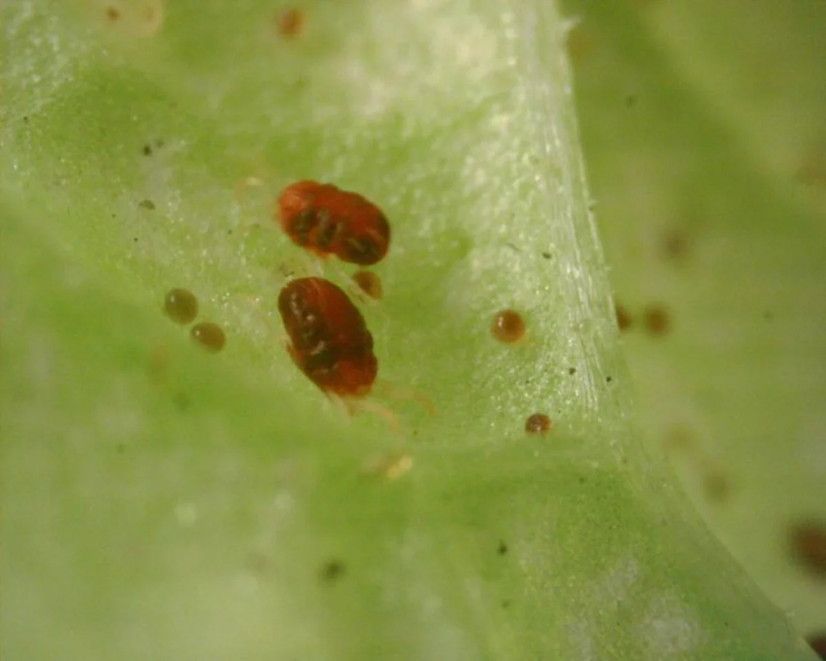 Two southern red mites on a leaf showing their oval bodies and eight legs
