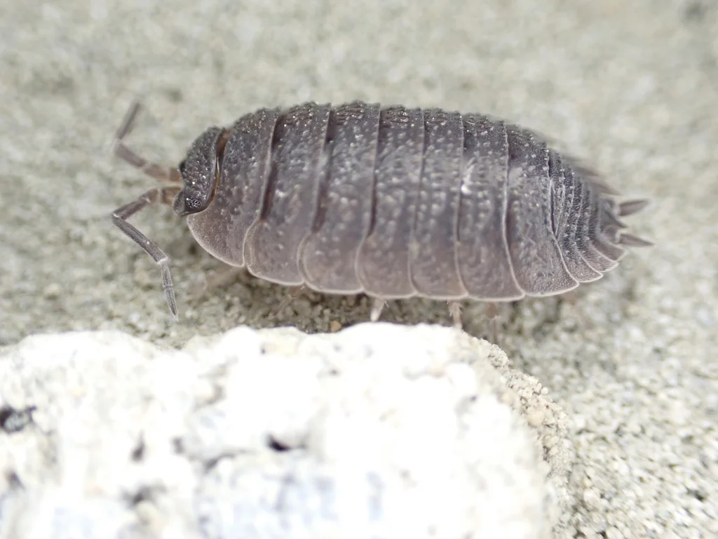 Close-up of a sow bug showing its segmented gray body and tail-like appendages