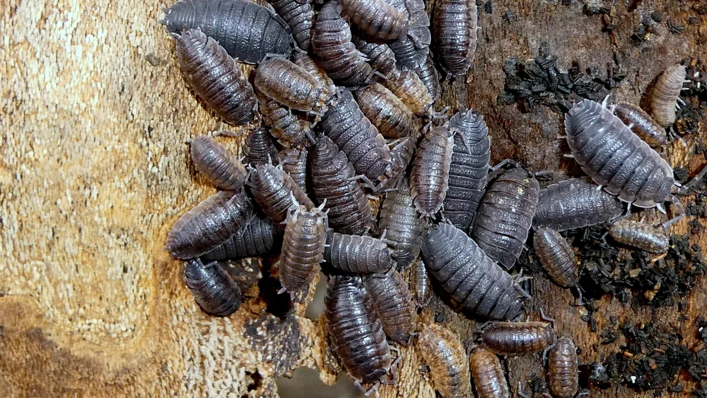Group of sowbugs congregating in a damp area under bark