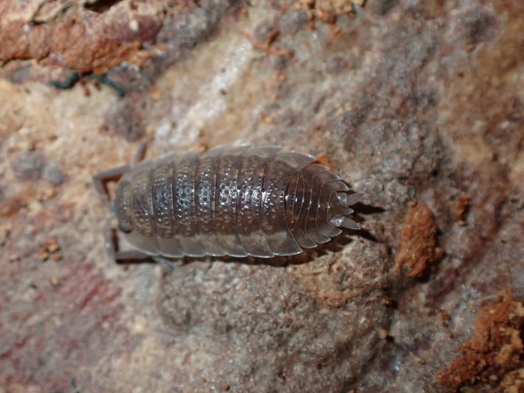 Sowbug in natural habitat on decaying wood