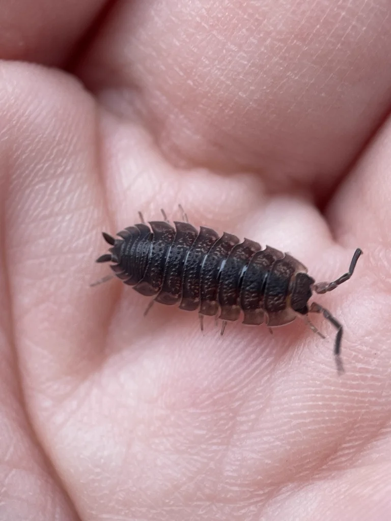Sowbug on human hand showing size comparison