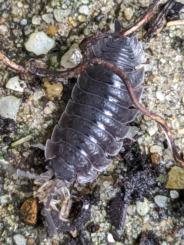 Top-down view of a sowbug on concrete showing segmented body plates