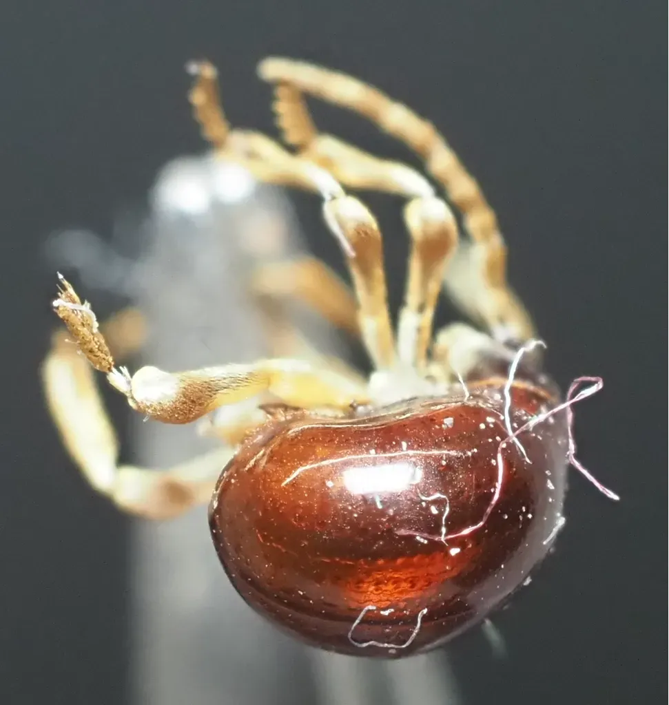 Detailed view of a spider beetle showing its shiny reddish-brown body and pale-colored legs