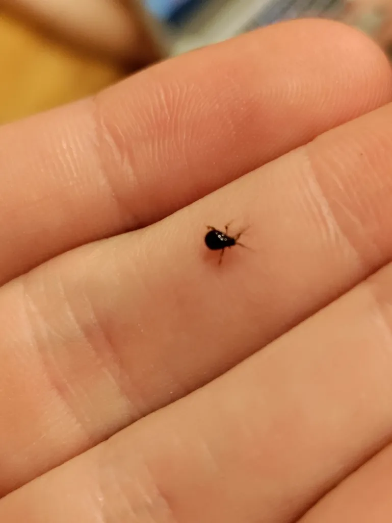 Spider beetle on a human finger showing its small size relative to the hand