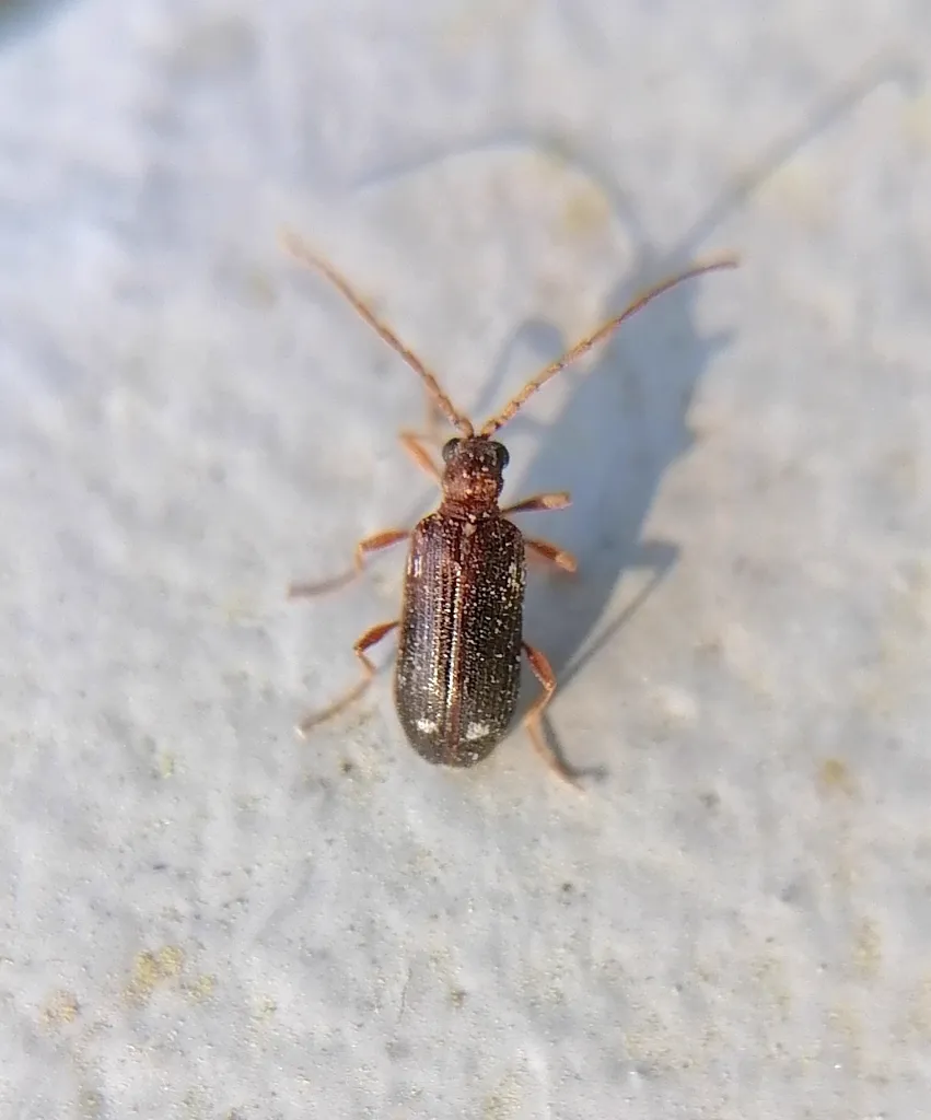 Side view of a spider beetle displaying its spider-like appearance with long legs and rounded abdomen