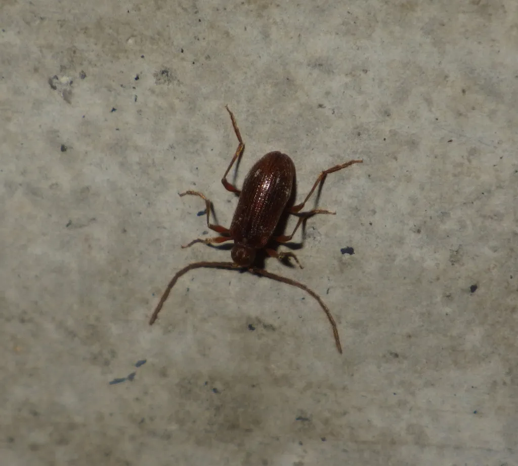 White-marked spider beetle on a surface showing its brown body and long antennae