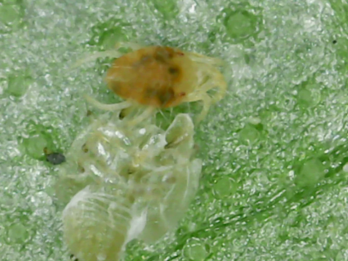 Magnified view of spider mite showing detailed body structure