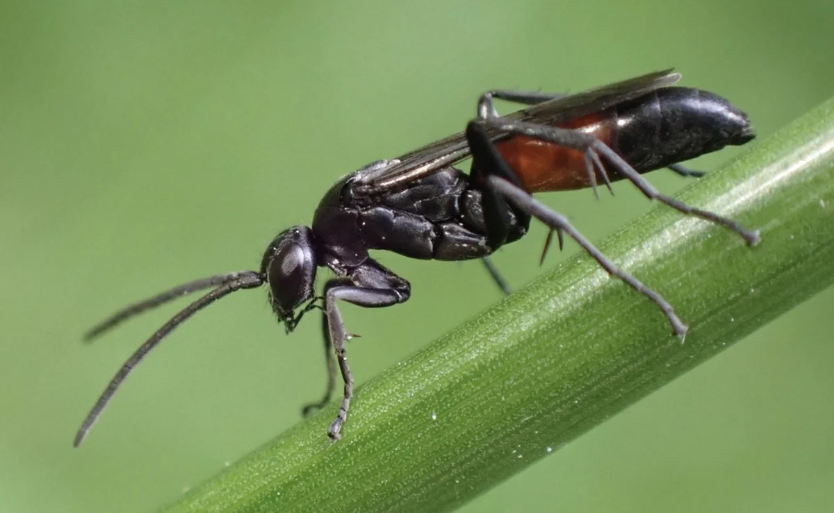Black spider wasp with red markings perched on a green plant stem