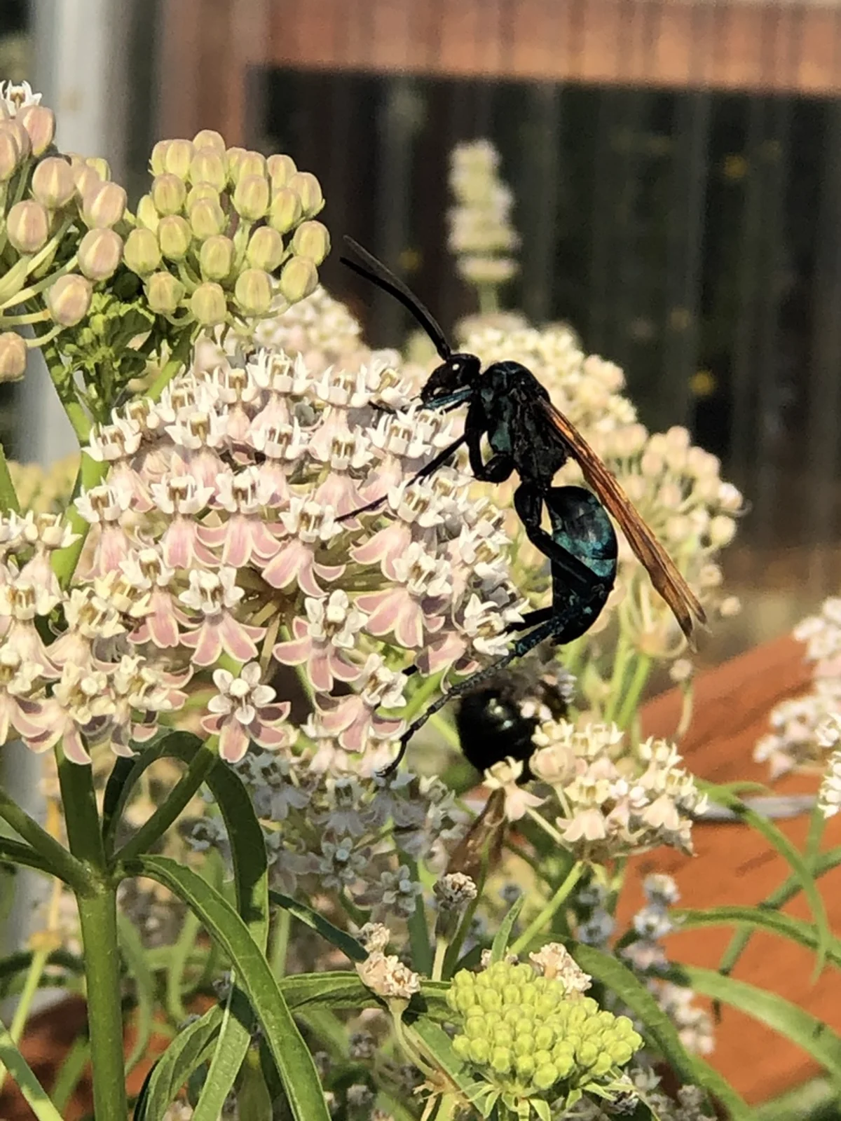 Spider wasp feeding on milkweed flower nectar