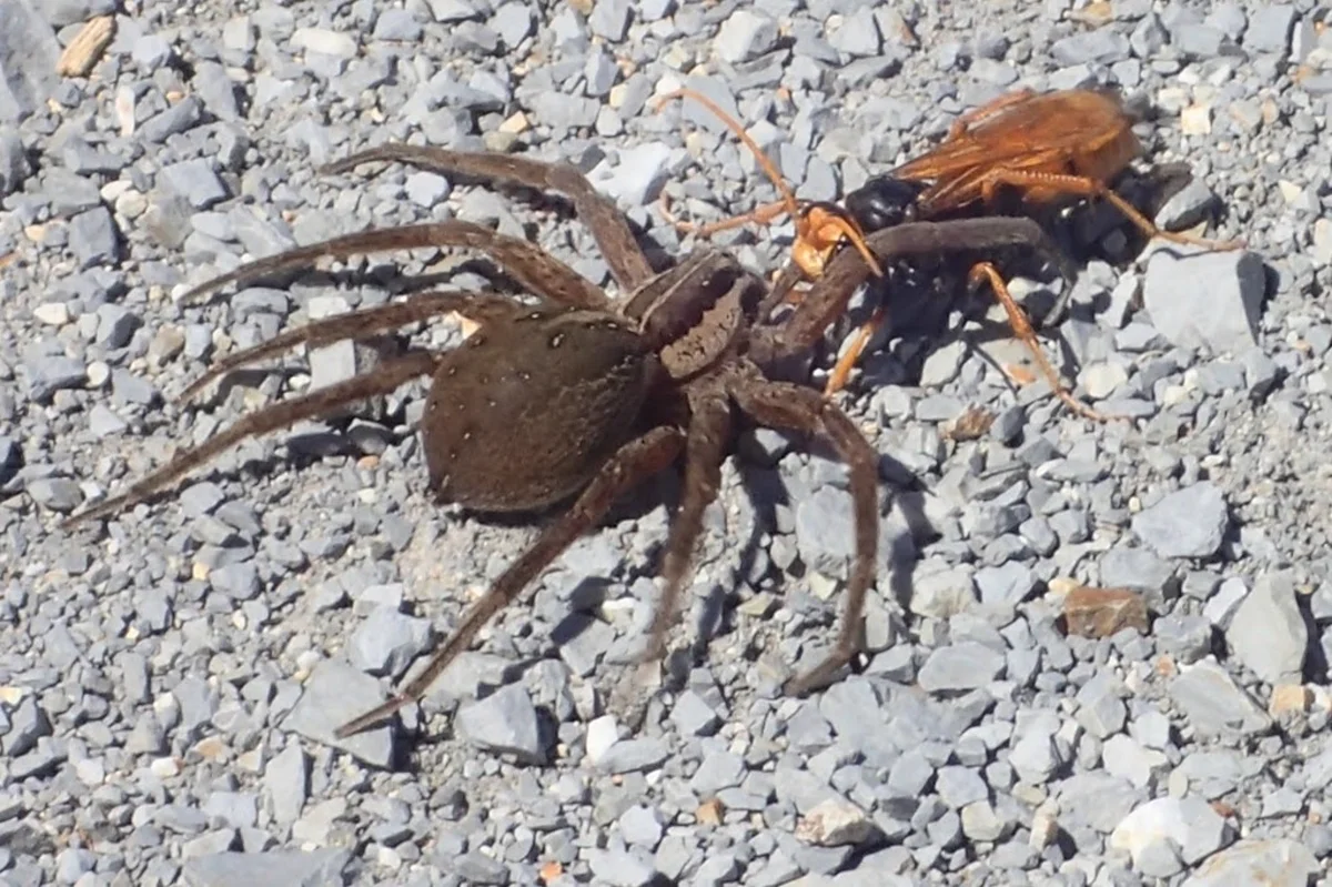 Tarantula hawk spider wasp dragging paralyzed spider prey