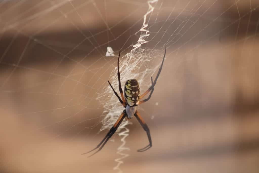 Close-up of a common house spider