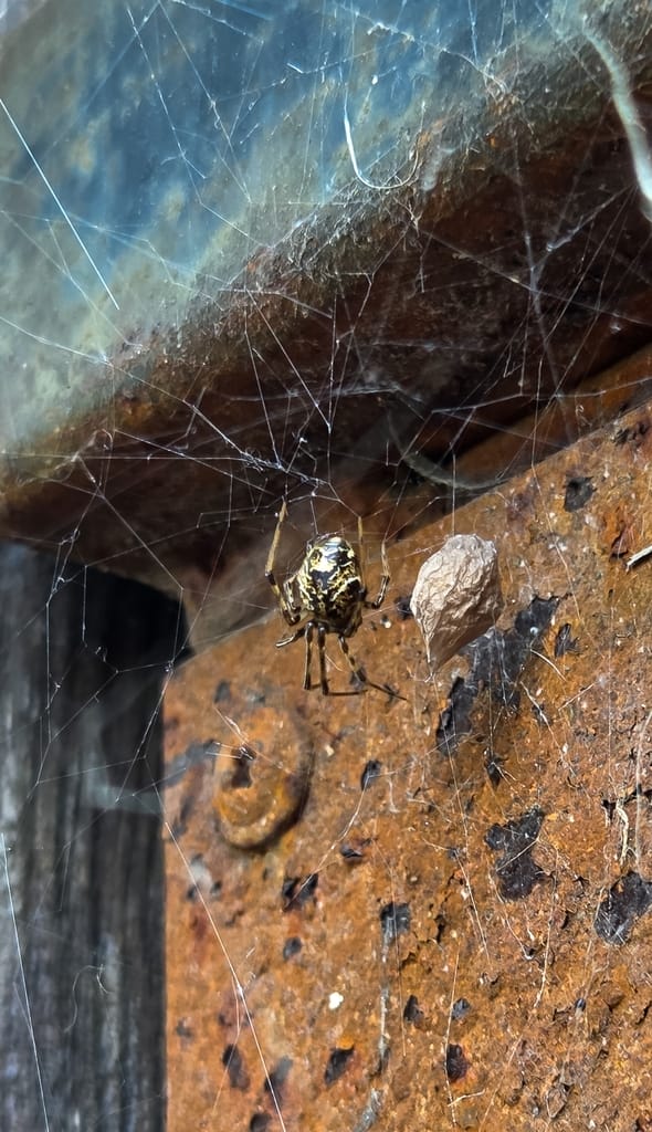 Spiders photo 1