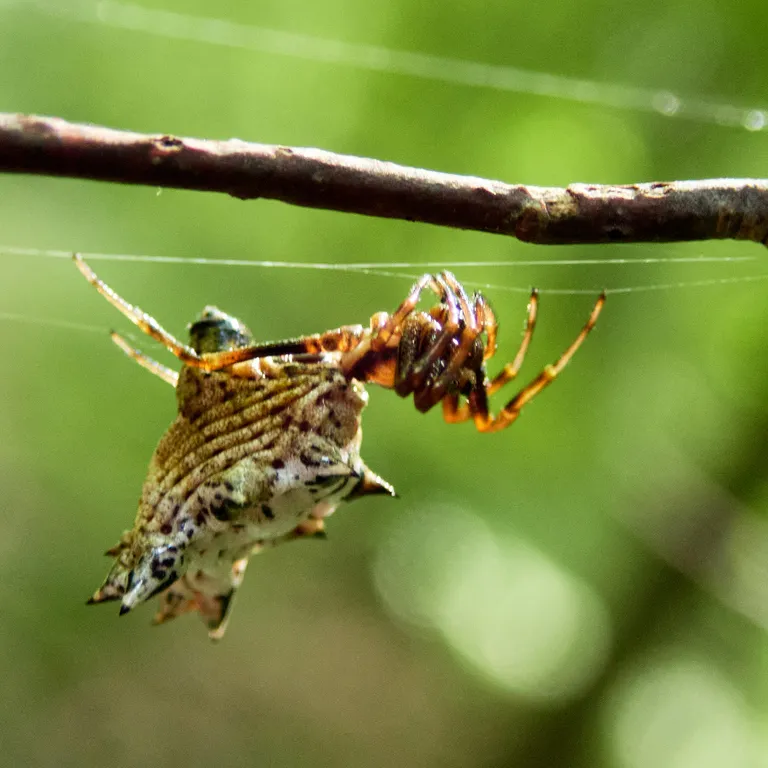 Spined micrathena spider showing its spiky abdomen