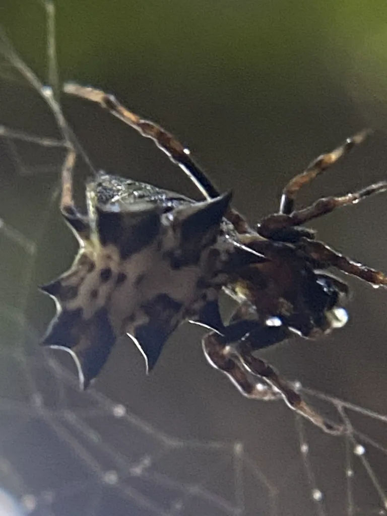Close-up of spined micrathena showing dark spiny abdomen and leg detail