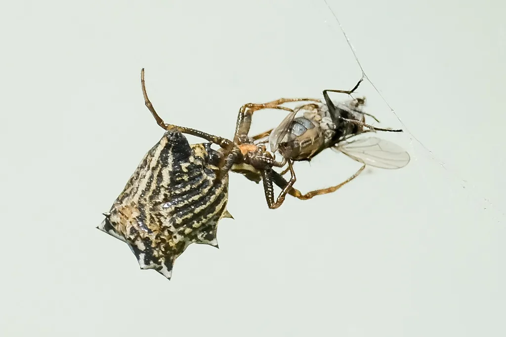 Spined micrathena capturing prey in its orb web
