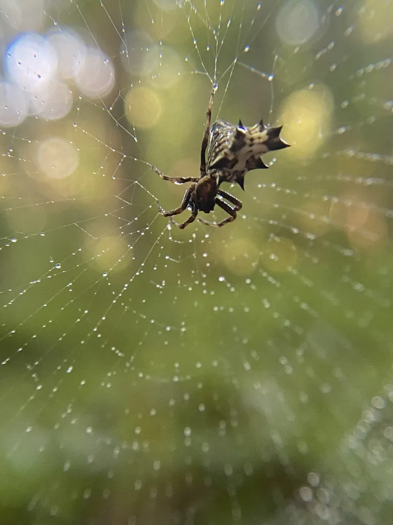 Spined micrathena in the center of its orb web with blurred forest background