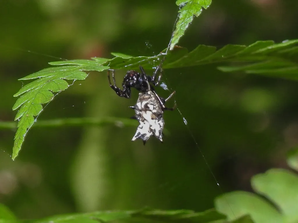 Spined micrathena hanging from its web among green foliage showing white and black markings