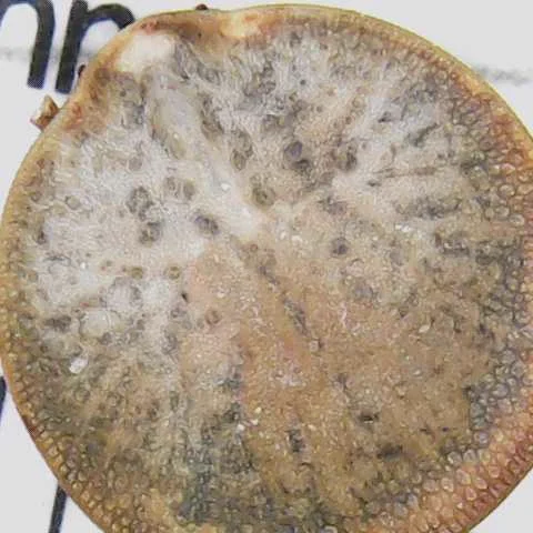 Top-down view of a soft tick showing mottled gray and tan textured body