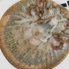Ventral view of a soft tick showing mouthparts and leg arrangement