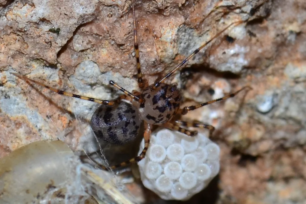 Female spitting spider carrying her round white egg sac beneath her body