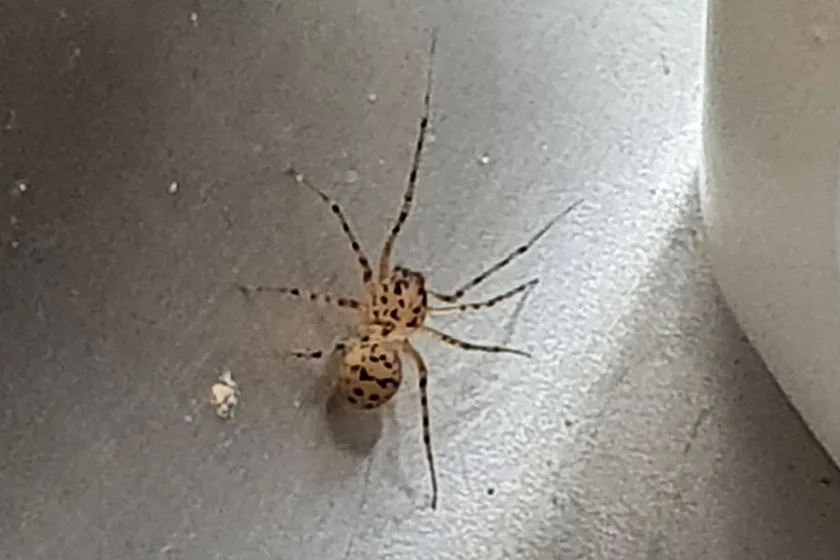 Spitting spider resting in the corner of an indoor shelf beside a plastic bottle