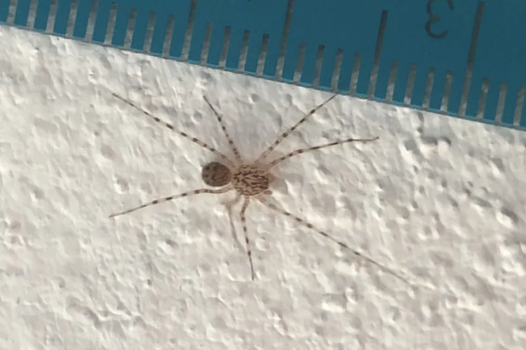 Spitting spider on a white wall next to a ruler, showing how small its body is