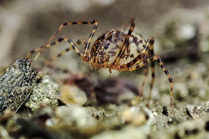 Side view of a spitting spider showing the domed front body section that holds its glue glands
