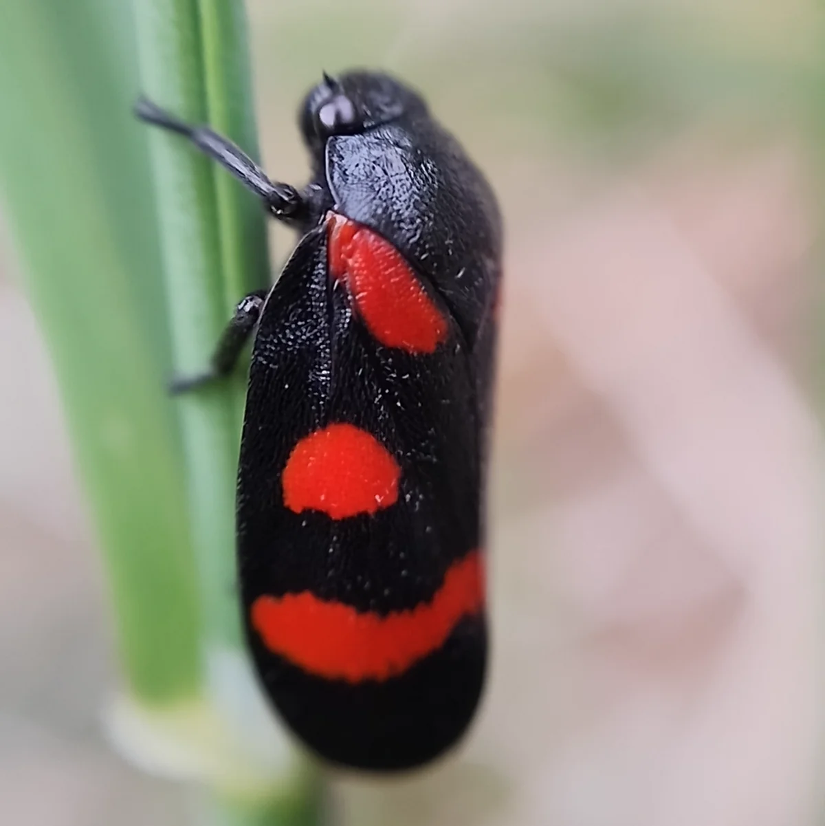 Black and red spittlebug on a green plant stem showing distinctive markings