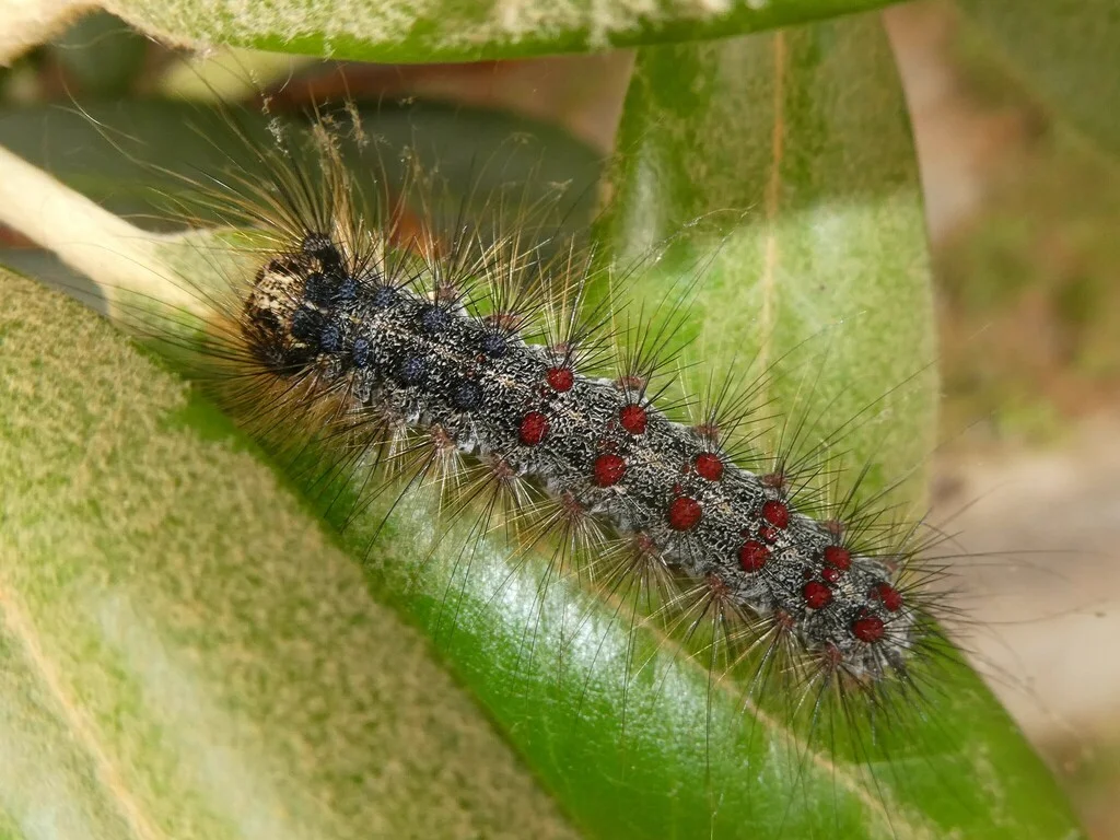 Spongy moth caterpillar showing characteristic five pairs of blue dots and six pairs of red dots along its back