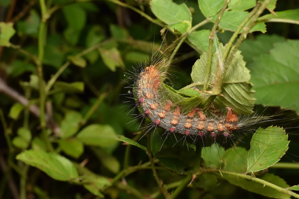 Mature spongy moth caterpillar feeding on leaves showing hairy body and distinctive coloration