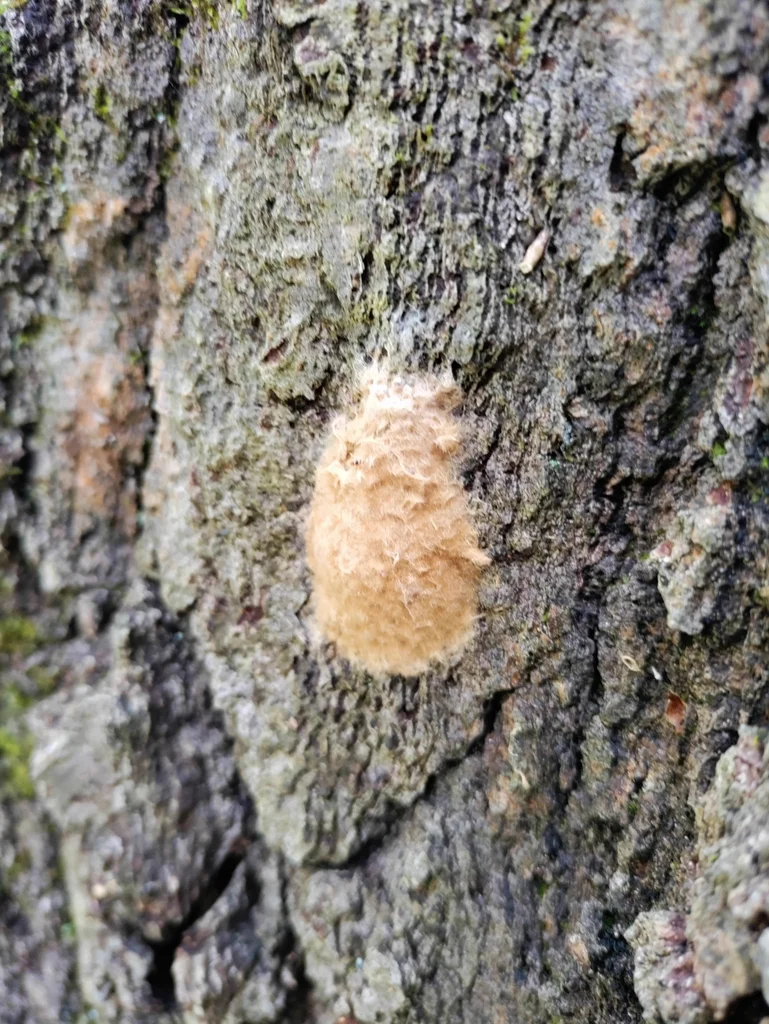 Spongy moth egg mass on tree bark covered with buff-colored hairs from the female moth