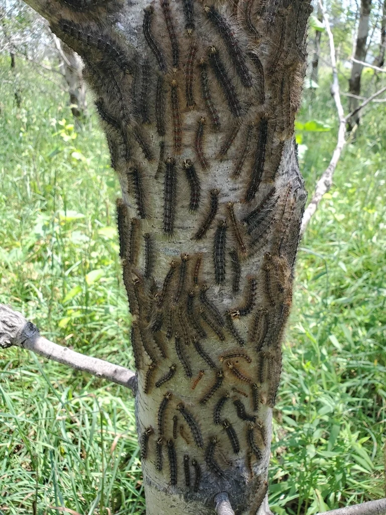 Multiple spongy moth caterpillars swarming on a tree trunk during heavy infestation