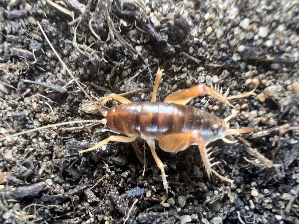 Spotted camel cricket on dark soil showing full body with brown banding and long hind legs