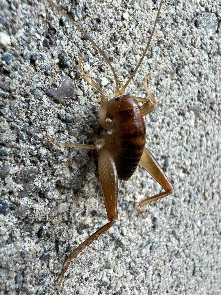 Spotted camel cricket on concrete wall showing humpbacked profile and dark brown banding