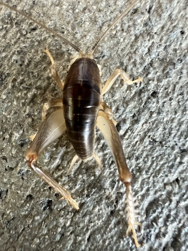 Spotted camel cricket from above on concrete showing full body with dark coloring and lighter legs