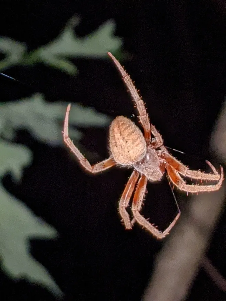 Spotted orbweaver hanging from silk threads at night displaying banded legs and body shape