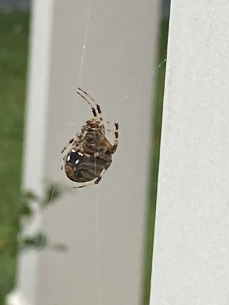 Spotted orbweaver on a web near a white wall showing dorsal pattern and all eight legs