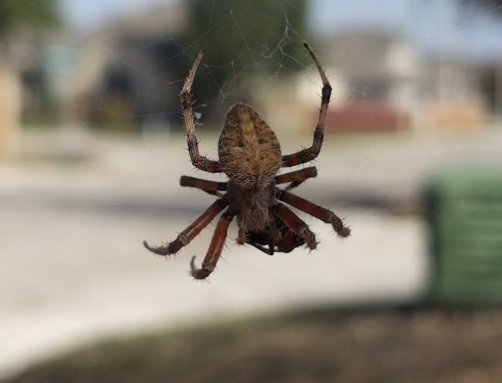 Spotted orbweaver on web showing underside and leg banding against blurred background