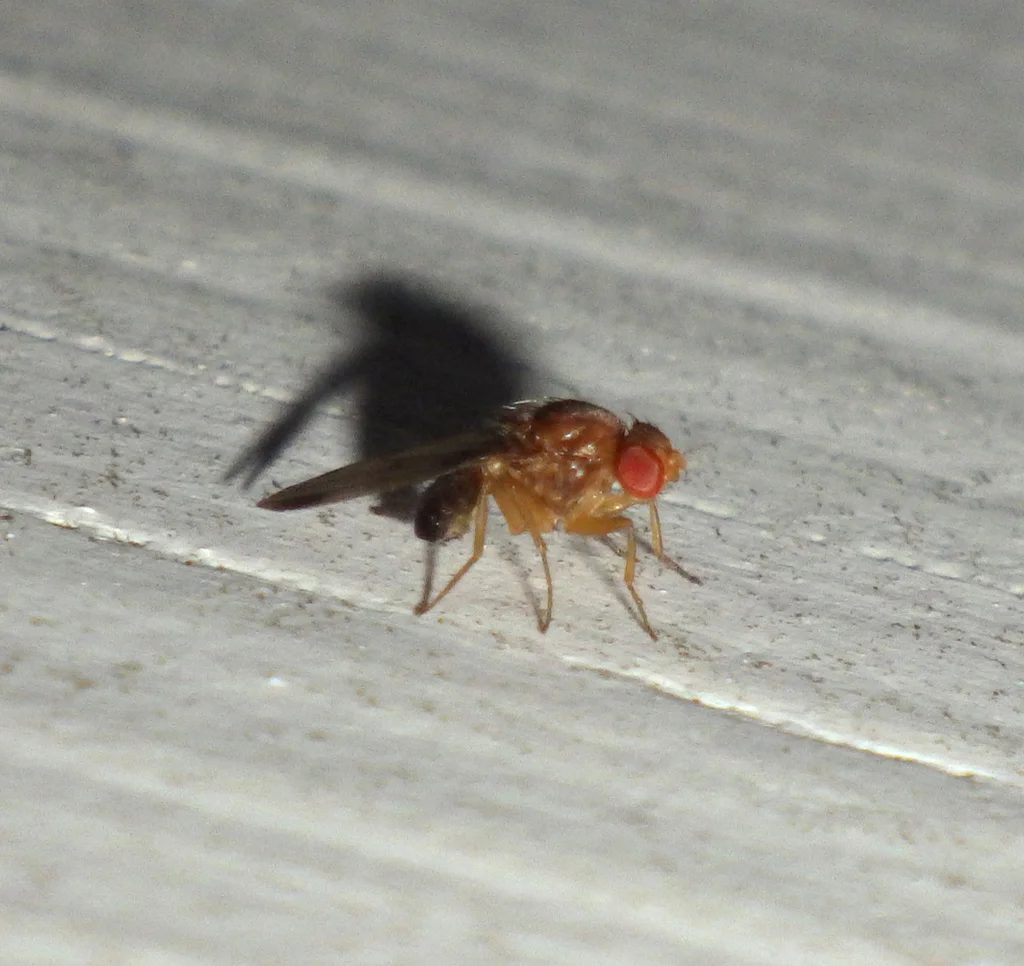 Profile view of spotted wing drosophila on wood surface with visible shadow