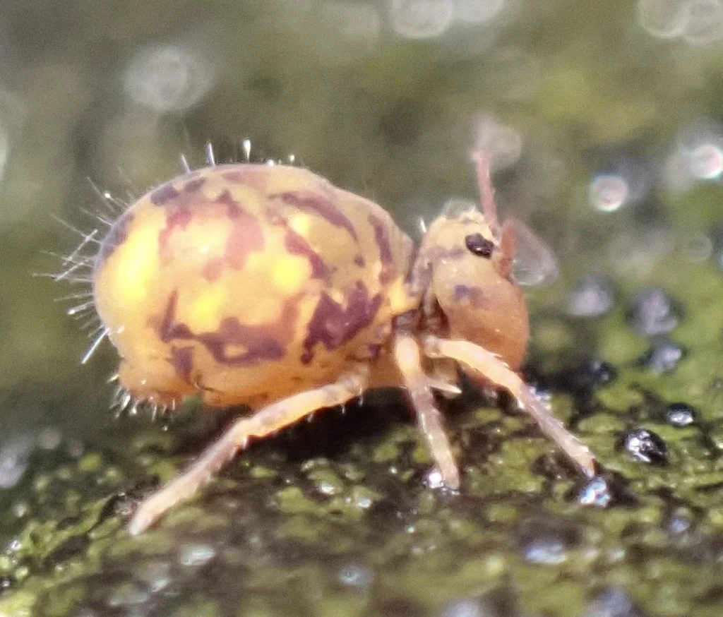 Tiny springtails clustered on a surface